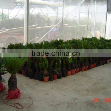 Bonsai Cycas Revoluta