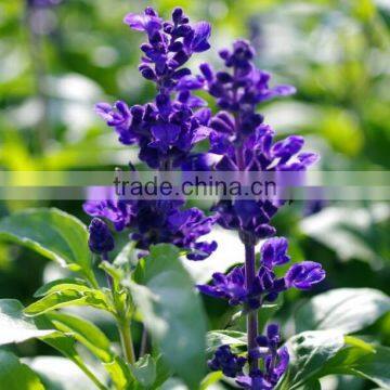 Wholesale cosmetic use skin care France pure clary sage essential oil