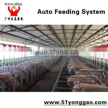 Pig House labor saving automatic augur feed system