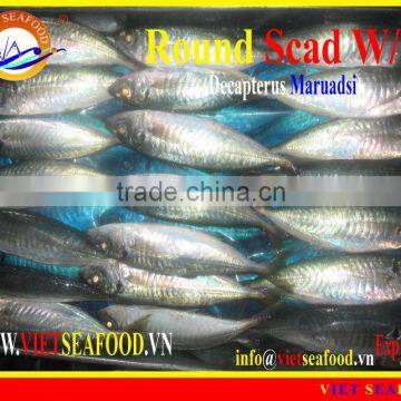 FROZEN ROUND SCAD WHOLE ROUND photo-6