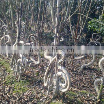 lagerstroemia indicadragon and phoenix and bottle shape trees