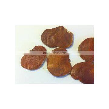 Butea Monosperma photo-2