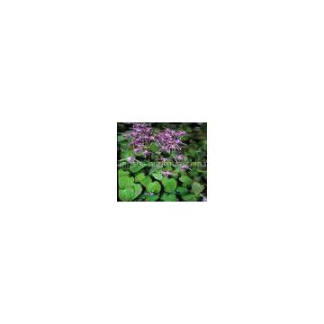 Honey Goat Weed Extract