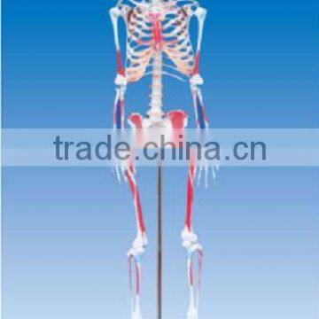 Human skeleton model with colored muscle