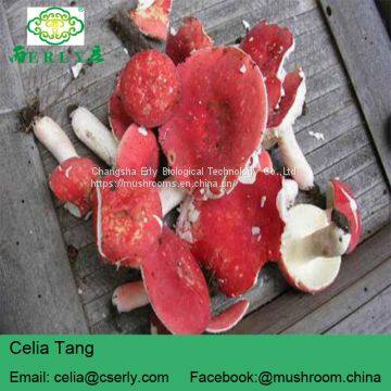 Manufacture Cancer Cure Herbs Red Mushroom photo-3