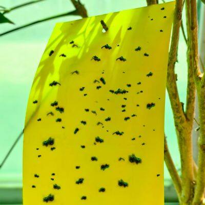 Зеленодольский клейкий роликовый ловушка photo-3