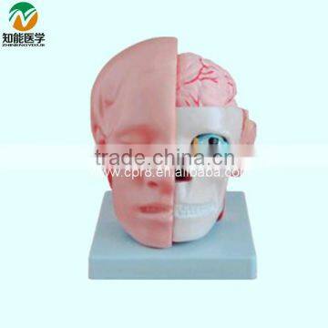 The head Anatomy with the cerebral artery model BIX-A1042