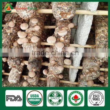 Shiitake Mushroom Frozen,Shiitake Mushroom Kit,Shiitake Production photo-5