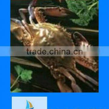 IQF frozen whole crab