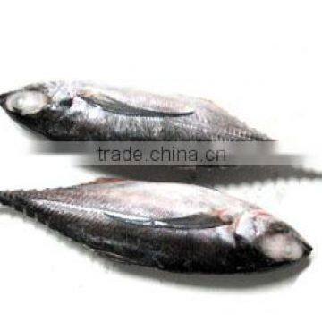 HORSE MACKEREL WHOLE ROUND