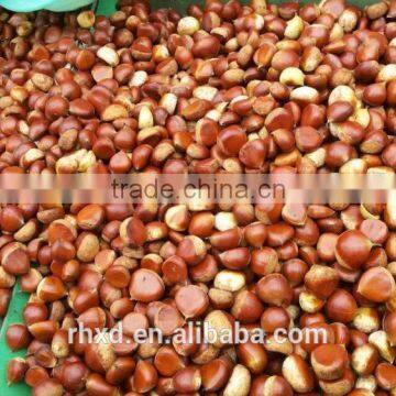 New crop chestnut Wholesale chestnut