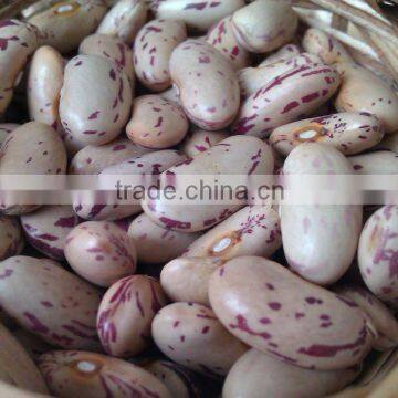 Chinese Cranberry bean/light speckled kidney beans( Heilongjiang origin,2010 crop,hps)