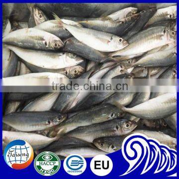 China IQF Frozen Round Scad Seafood Fish For Exporting