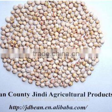 Chinese White Sorghum