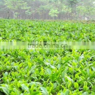 Moc Chau Son La OP Green Tea photo-3