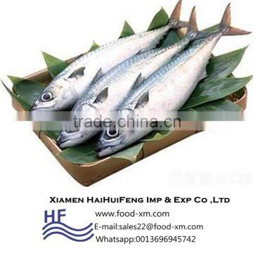 Spanish mackerel fish Scomberomorus niphonius benefits