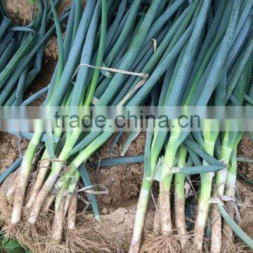 Long Onion