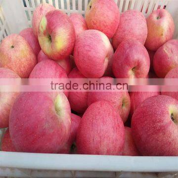 High Quality Fresh Apple Fruit Fresh Qinguan Apple photo-4