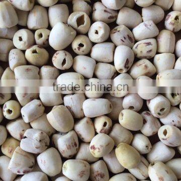 VIETNAM LOTUS SEED, HIGH QUALITY AT RIGHT PRICE