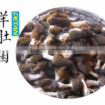 Dried Morchella Esculenta Made in China photo-3
