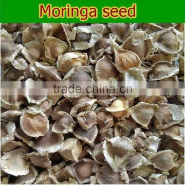 Moringa oleifera Seeds Indian Drumstick Seeds