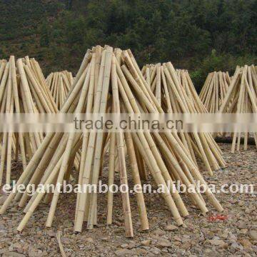 moso bamboo cane