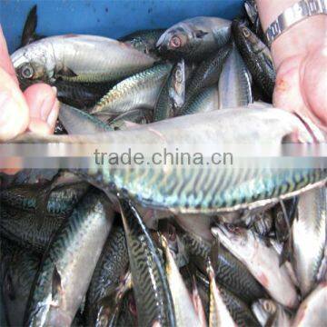 seafood and frozen mackerel fish wholesale