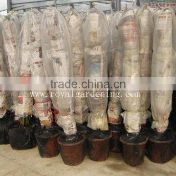 Epipremnum Aureum (Pothos,Silver Vine, Money Plant) photo-2