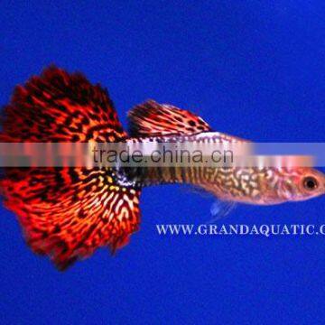 Guppy Fish / Ornamental Fish Exporter photo-5