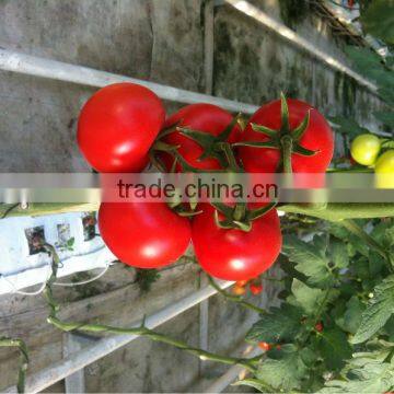 Fresh Tomatoes