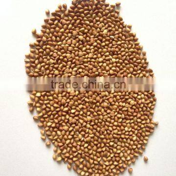 ROASTED HULLED BUCKWHEAT FROM CHINA