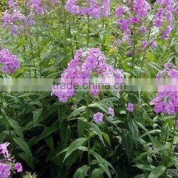 Annual Phlox , Phlox, Flower Seeds , Herb Seed,vegetalbe Seed,fruit Seed,grass Seed photo-4