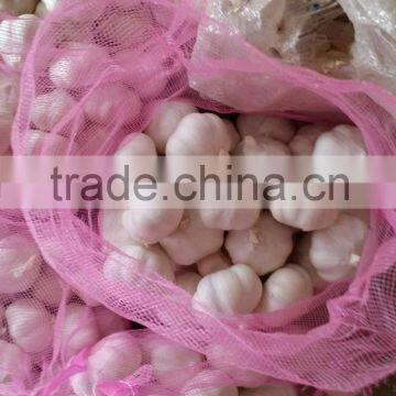 Fresh Garlic photo-6