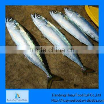 Frozen fresh mackerel seafood