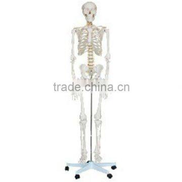 Life-size Skeleton 180CM Tall