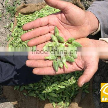 Fresh Okra