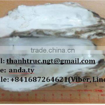 Supply Oyster shells (website: anda.ty)