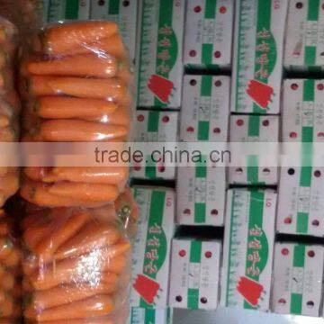 HKVIMEX'S Professional Supplier Bulk Fresh Carrots photo-5