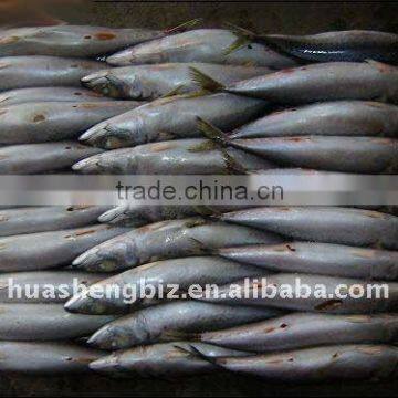 Individual Quickly Frozen mackerel whole