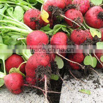 Radish Imp. Scarlet Red Globe seeds