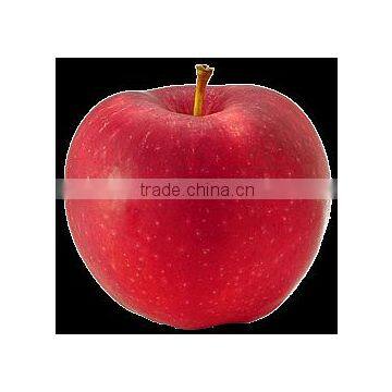 88# Fresh Fuji Apple photo-4