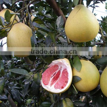 2016 new harvest seedless Pinghe guangxi Pomelo price