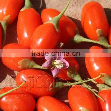 Goji Juice Concentrates (Wolfberry Juice Concentrate) photo-4