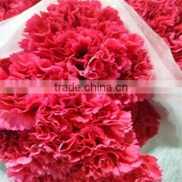 Carnation Cut Flowers photo-2