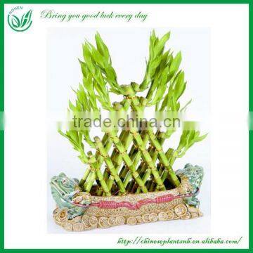 Indoor Decoration Pyramid Shaped Lucky Bamboo Plant photo-4