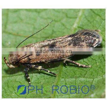 Pheromone lures of Pectinophora gossypiella with trap set