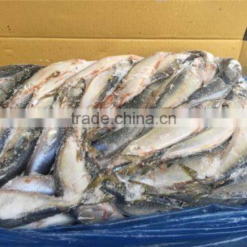 Pacific Mackerel for Bait photo-3