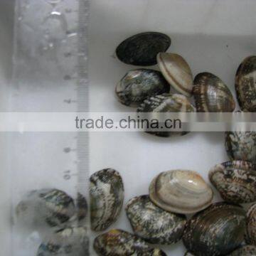 Choice Quality Frozen Vacuum Packed Cooked Short Necked Clam photo-5