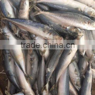 Below 150g frozen pacific mackerel