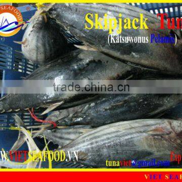 FROZEN SKIPJACK TUNA WHOLE ROUND